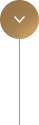 Estrutura anatomica